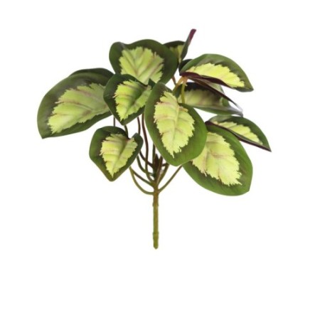 PLANTA CALATEA VEITCHIANA 25CM