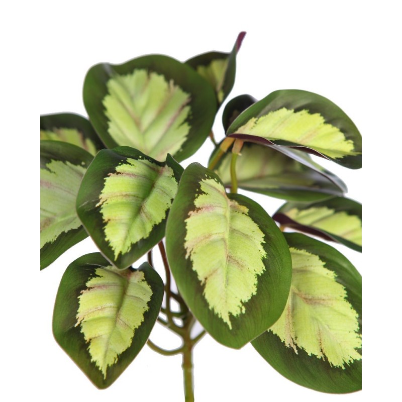 PLANTA CALATEA VEITCHIANA 25CM