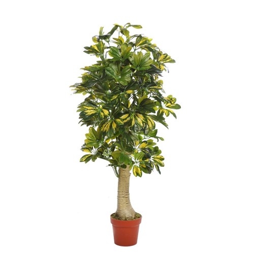 PLANTA CHEFLERA TRONCO CON MACETA 120CM