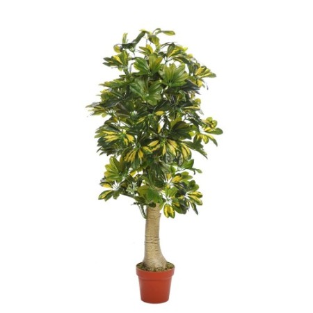 PLANTA CHEFLERA TRONCO CON MACETA 120CM