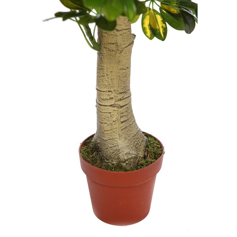 PLANTA CHEFLERA TRONCO CON MACETA 120CM