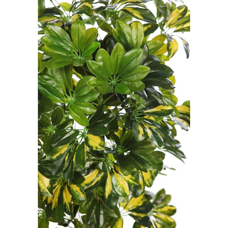 PLANTA CHEFLERA TRONCO CON MACETA 120CM