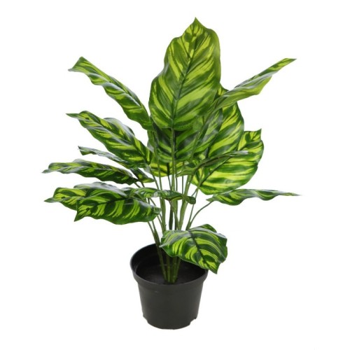 PLANTA CON MACETA CALATHEA 40CM