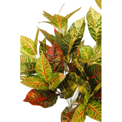 PLANTA CROTON 34 CM 2