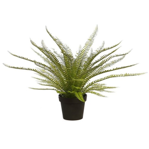 PLANTA DE HELECHO EN MACETA 70CM