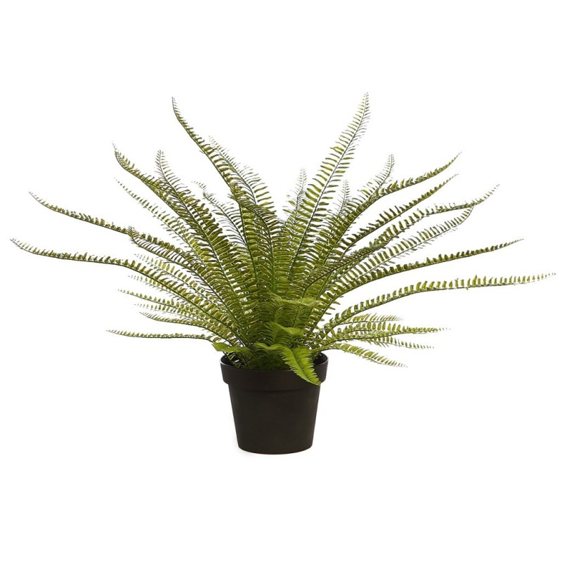 PLANTA DE HELECHO EN MACETA 70CM