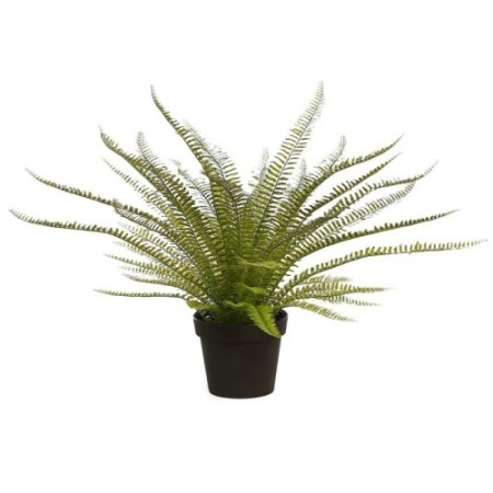 PLANTA DE HELECHO EN MACETA 70CM
