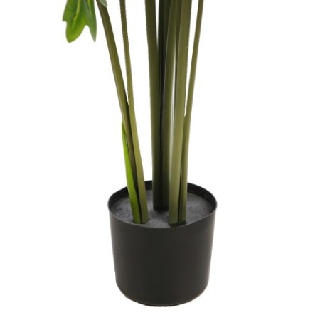 PLANTA DE MONSTERA DELICIOSA 120CM