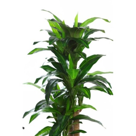 PLANTA DRACENA ARTIFICIAL 140CM