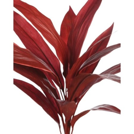 PLANTA DRACENA ROJA ARTIFICIAL 60CM