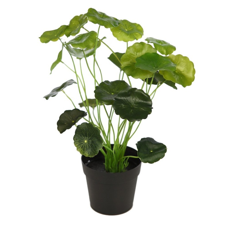 PLANTA LOTO CON MACETA 28CM