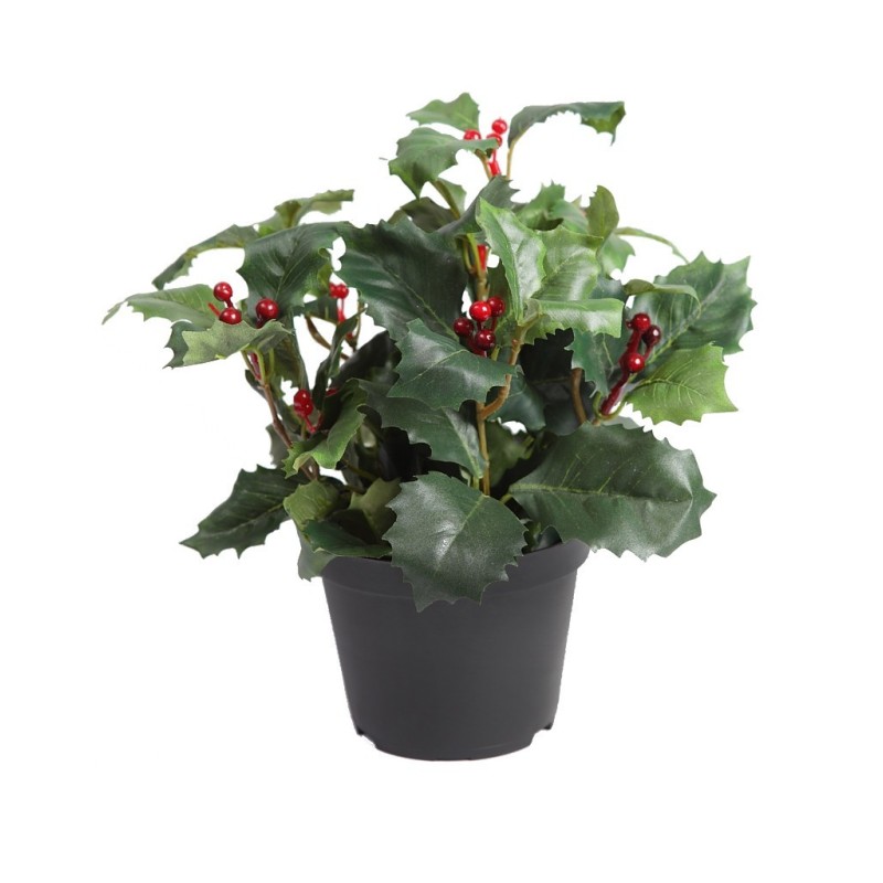 PLANTA MUERDAGO VERDE MACETA