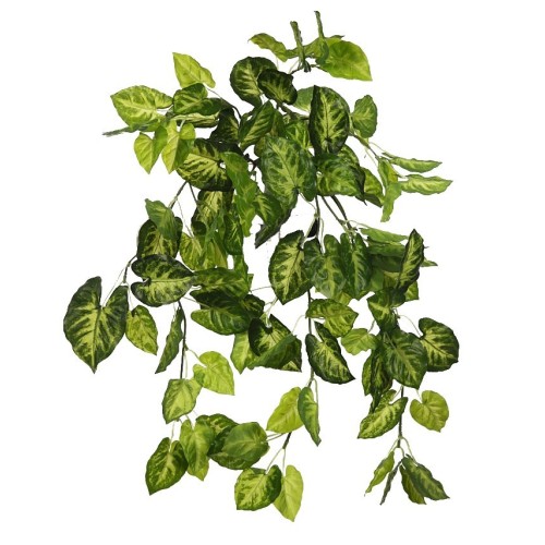 PLANTA SINGONIO COLGANTE 50CM