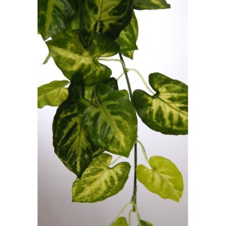 PLANTA SINGONIO COLGANTE 50CM