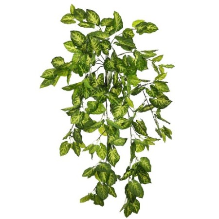 PLANTA SINGONIO COLGANTE 70CM