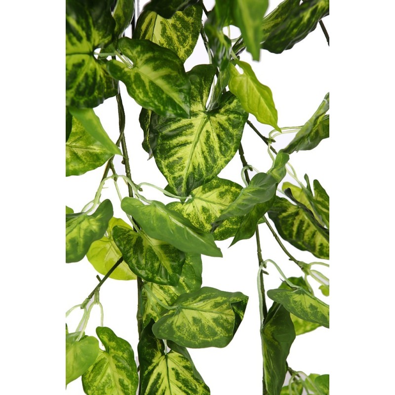 PLANTA SINGONIO COLGANTE 70CM