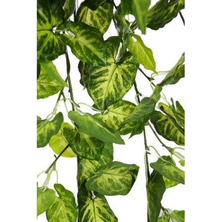 PLANTA SINGONIO COLGANTE 70CM