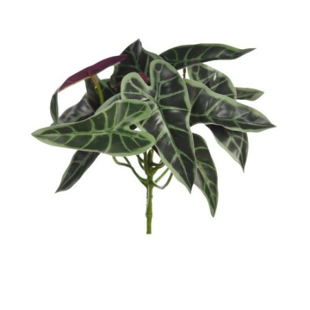 PLANTA SINGONIO FLECHA 25CM