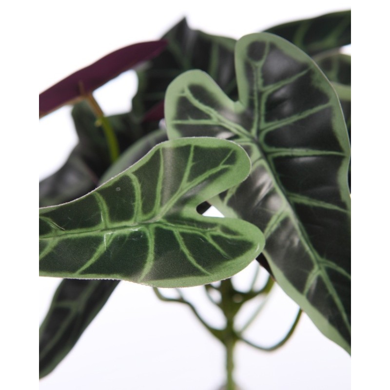 PLANTA SINGONIO FLECHA 25CM