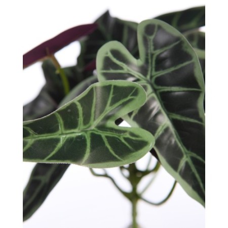 PLANTA SINGONIO FLECHA 25CM