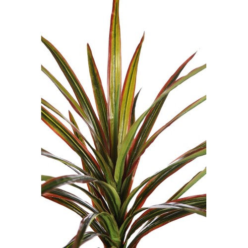 PLANTA YUCCA 68CM 2