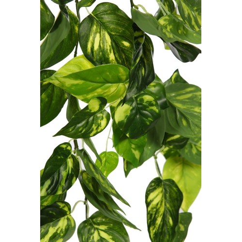 POTHO COLGANTE 80CM 2