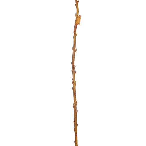 PUSSYWILLOW SAUCE-Encarnado 2