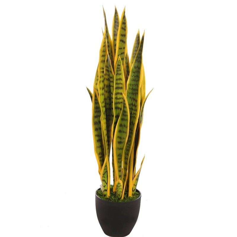 SANSEVIERIA CACTUS CON MACETA 85CM