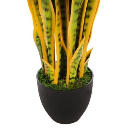 SANSEVIERIA CACTUS CON MACETA 85CM