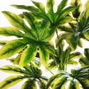 PLANTA ARALIA EN MACETA 28CM