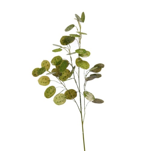 VARA DE HOJA DE DOLAR NEVADA