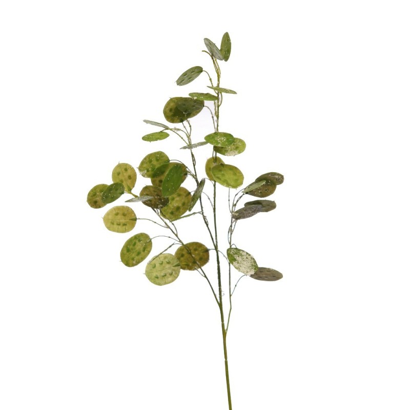 VARA DE HOJA DE DOLAR NEVADA