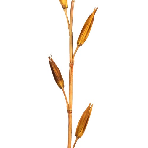 VARA LILY BUDS 100CM 2