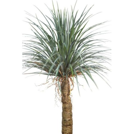 YUCCA ARTIFICIAL 200CM