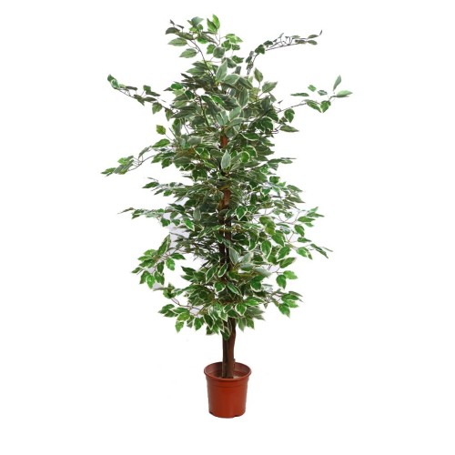 ARBOL FICUS BICOLOR 140CM