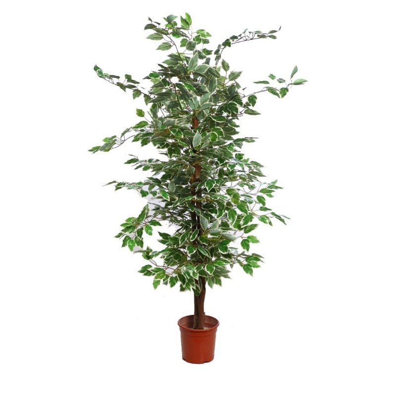 ARBOL FICUS BICOLOR 140CM