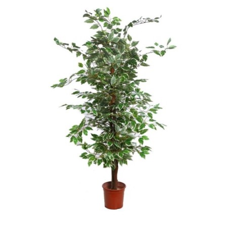 ARBOL FICUS BICOLOR 140CM