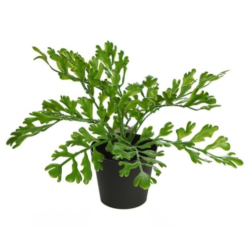 CUERNO DE ARCE EN MACETA 28CM