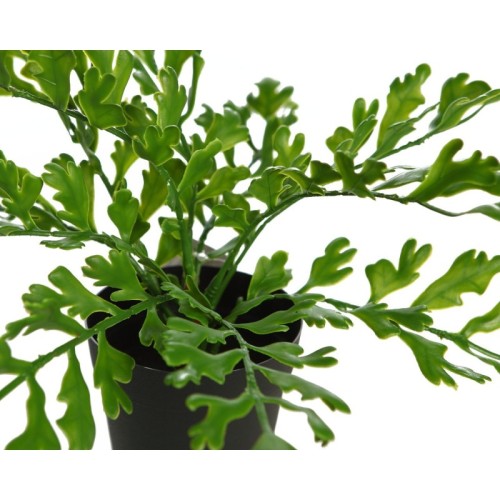 CUERNO DE ARCE EN MACETA 28CM 2