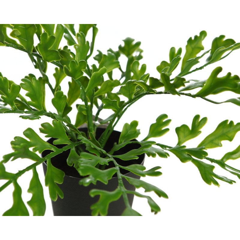 CUERNO DE ARCE EN MACETA 28CM