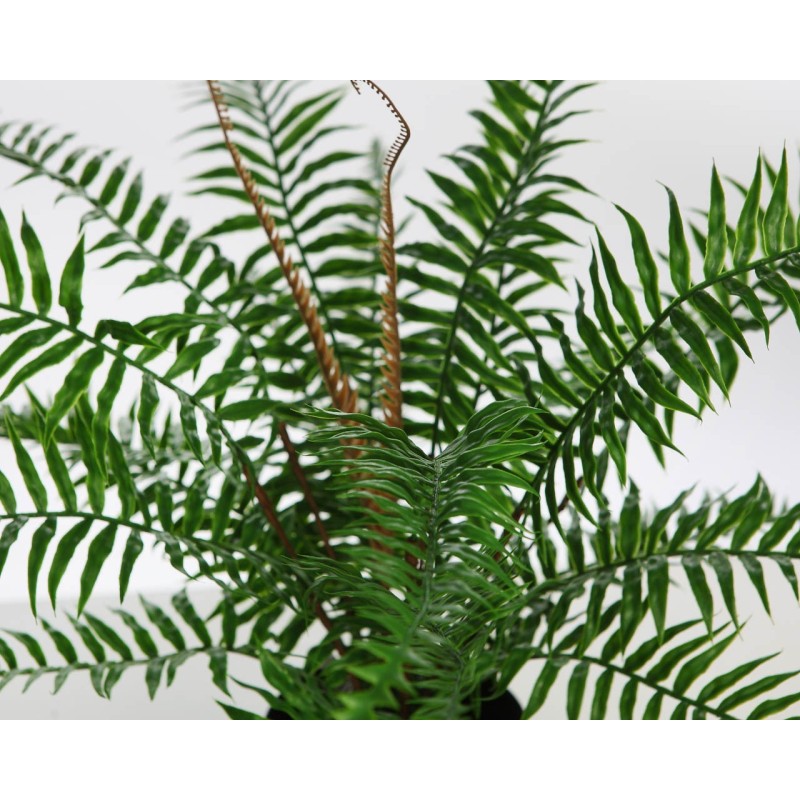 HELECHO BROTES EN MACETA 45CM