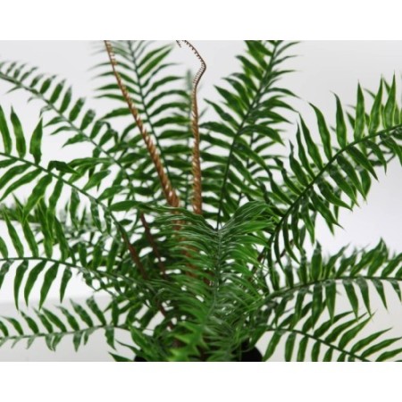 HELECHO BROTES EN MACETA 45CM