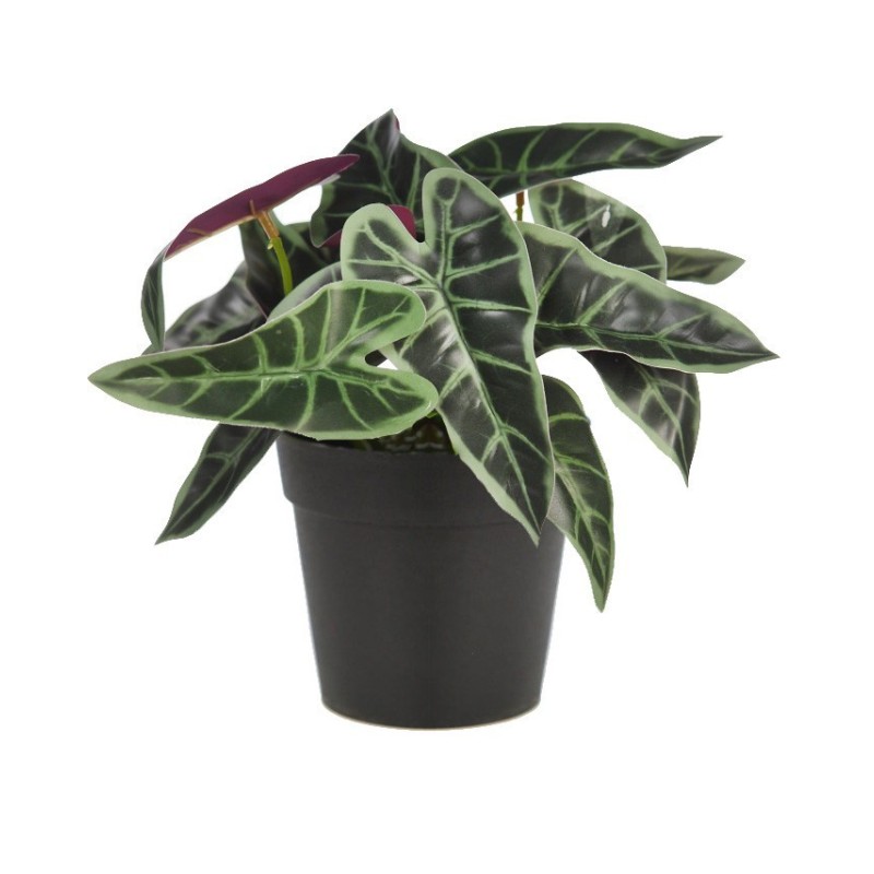 MACETA SINGONIO FLECHA 25CM