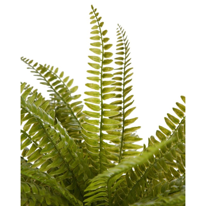 PLANTA DE HELECHO EN MACETA 45CM