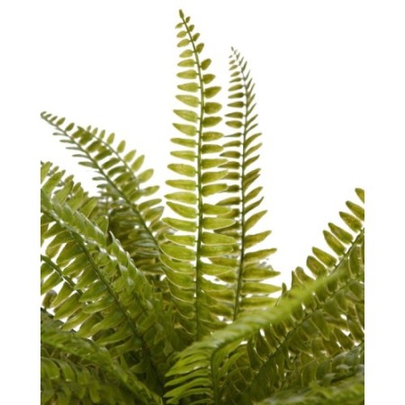 PLANTA DE HELECHO EN MACETA 45CM