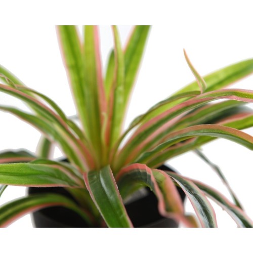 PLANTA EN MACETA YUCA 22CM 2