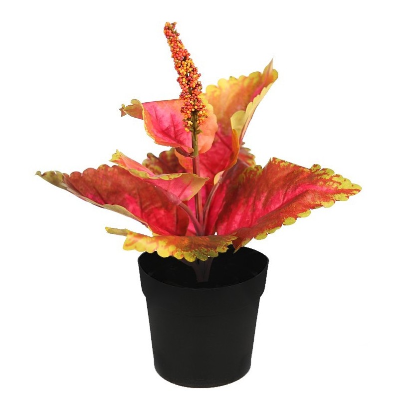 COLEO EN MACETA N. 23CM