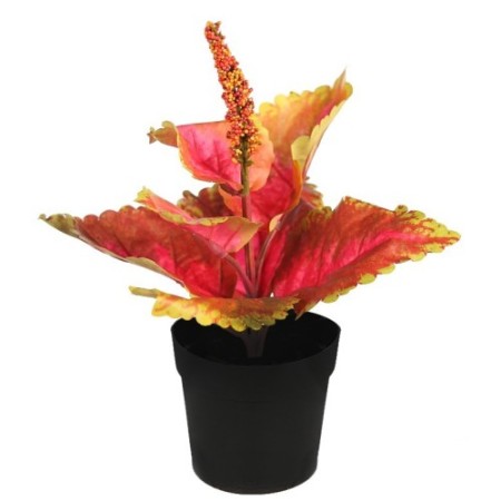 COLEO EN MACETA N. 23CM