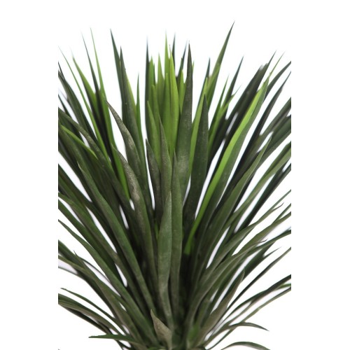 PLANTA DE AGAVE CACTUS CON MACETA 80 CM 2