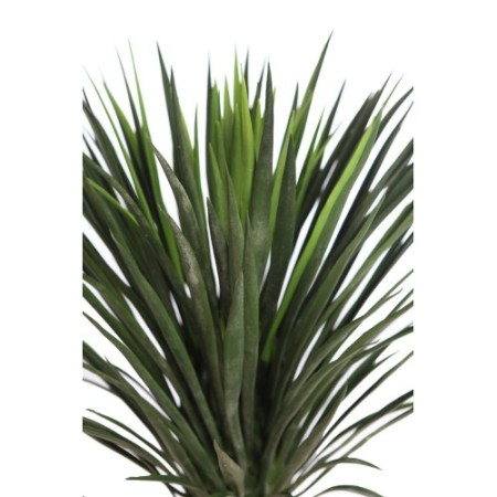 PLANTA DE AGAVE CACTUS CON MACETA 80 CM
